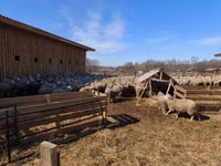Qoyun, Kuibyshev sheep — foto 5