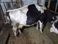 Vacă, Russian Black pied cattle — foto 5