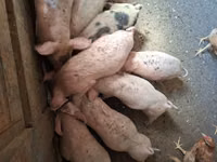 Säue, Schweine — Foto 2