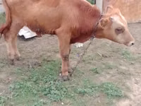 Bou, Simmental cattle — foto 7