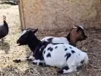 Goat, Nigerian dwarf goats — photo 1
