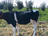 Kuh, Russian Black pied cattle — Foto 4