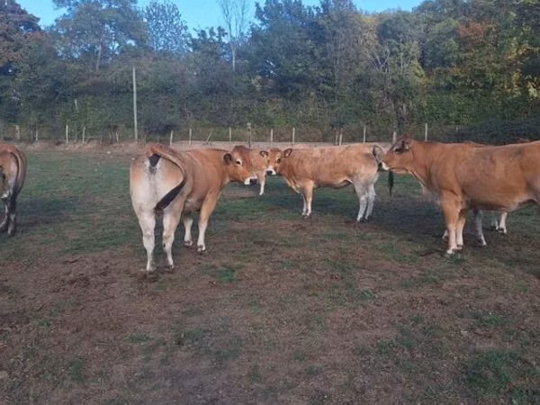 Sigir, Partenaise cattle