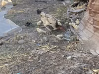 Chickens — photo 2