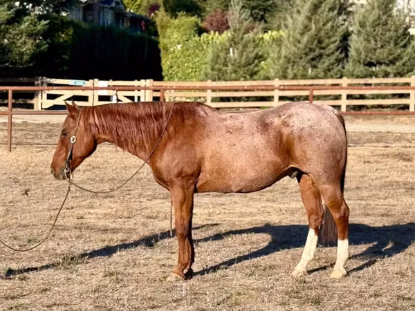 Cal, Quarter Horse