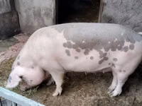 Scroafă, Porci — foto 1