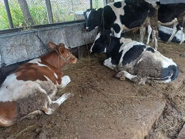 Vacă, Bovine