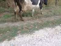 Sigir, Swiss cattle — 3-rasm