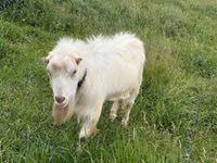 Keçi, LaMancha goats — foto 1