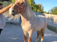 公马, Horses — 照片 1