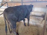 Taureau, Aberdeen-Angus — photo 2