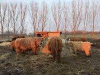 Kuh, Highland — Foto 4