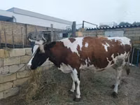 بقرة, Simmental cattle — الصورة 2