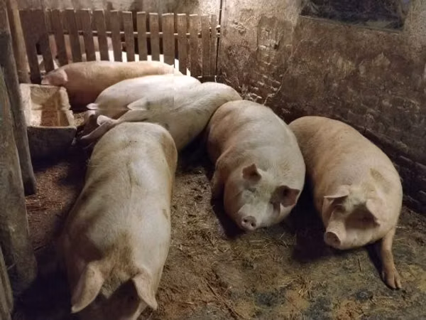 母猪, Pigs
