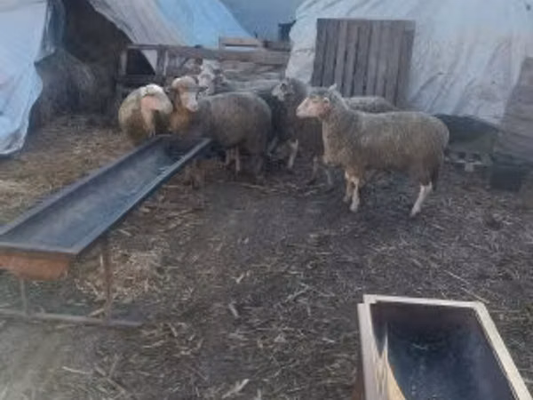 Schaf, Schafe