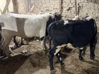 Bou, Bovine — foto 4