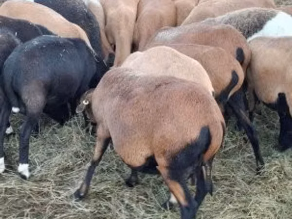 公羊, Cameroon sheep