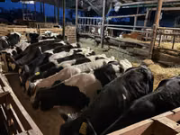 Bulle, Holstein-Rasse — Foto 1