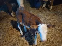 Buqa, Simmental cattle — 6-rasm