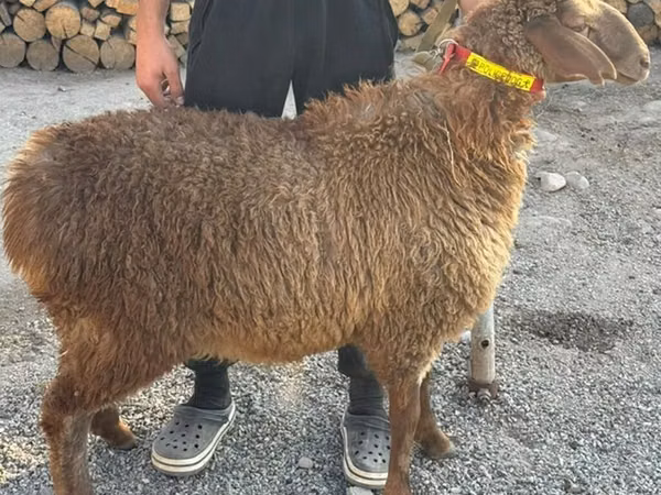 نعجة, Arashan sheep