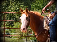 At, American paint horse — foto 8