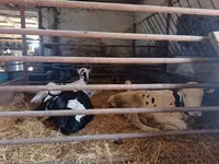Bulle, Russian Black pied cattle — Foto 2