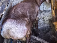 كبش, Hissar sheep — الصورة 5