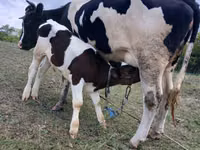 Vaca, Russian Black pied cattle — foto 1
