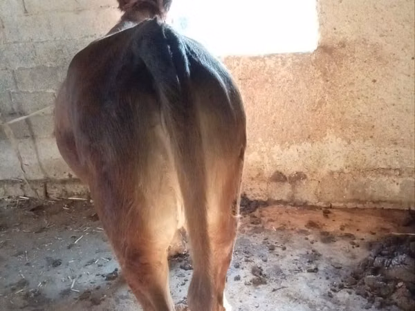 Jument, Chevaux