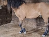 घोड़ा, Mugalzhar horse — फ़ोटो 1