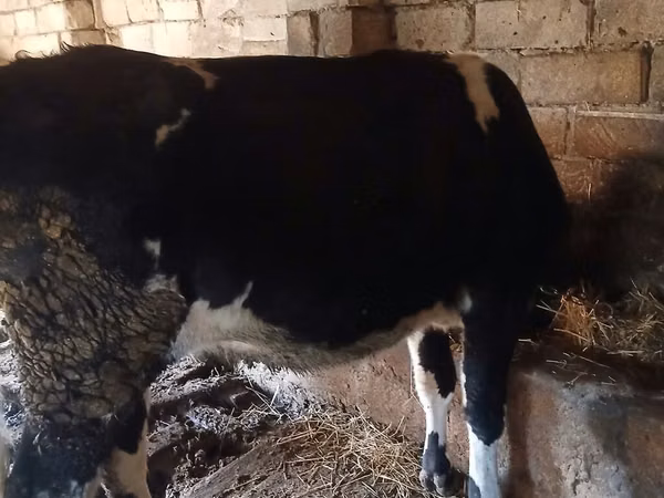 Cow, Wild yak