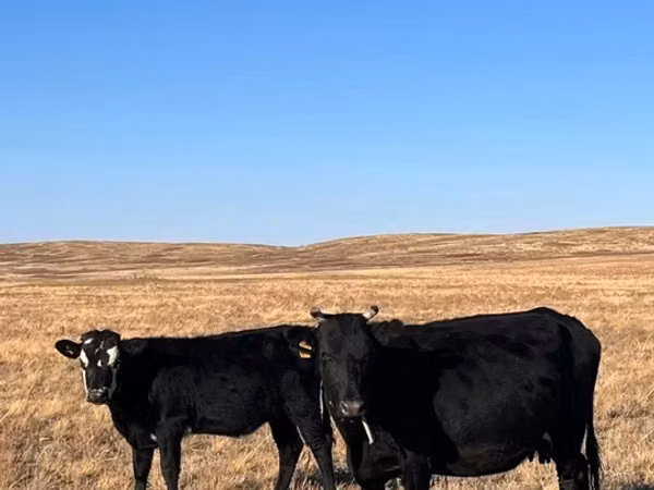 Kuh, Aberdeen-Angus