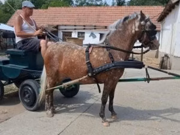 Toychoq, Berber horse