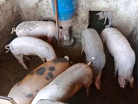 Свиноматка, Свиньи — фото 3