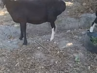 母羊, Sheep — 照片 2