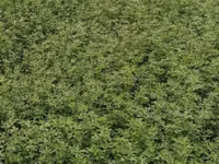 Lucernă roada 2026 — Foto 2