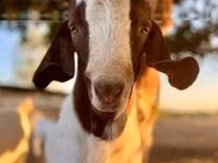 Ziege, Boer goat — Foto 4