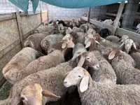 母羊, Sheep — 照片 4