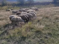 Oveja, Ovejas — foto 2