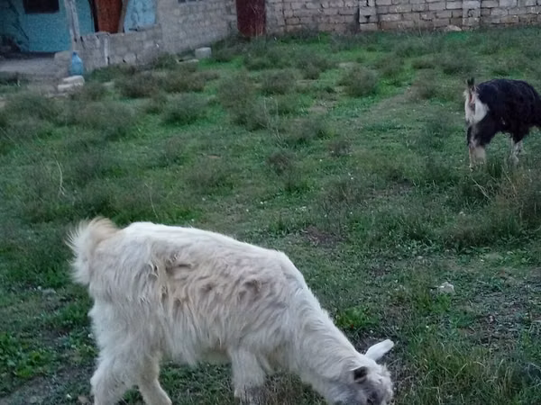 Козёл, Альпийская коза