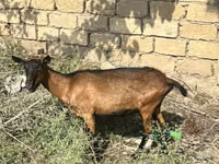 Ziege, Alpine goat — Foto 2