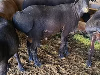 मेढ़ा, Edilbay sheep — फ़ोटो 2