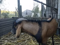 Козёл, Нубийская коза или англо-нубийская — фото 2