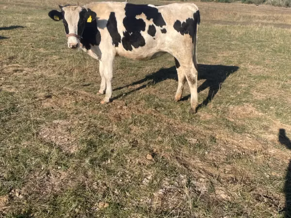 بقرة, Russian Black pied cattle — مولدوفا