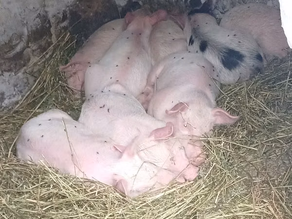 Vier, Porci