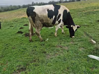 Vacă, Russian Black pied cattle — foto 5