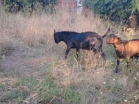 Cabro, Nubian Goat — foto 4
