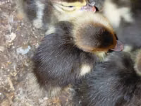 Ducks — Foto 3