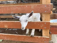 Goat, Fergana goat — photo 4