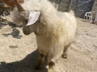 Chèvre, Angora goats — photo 4